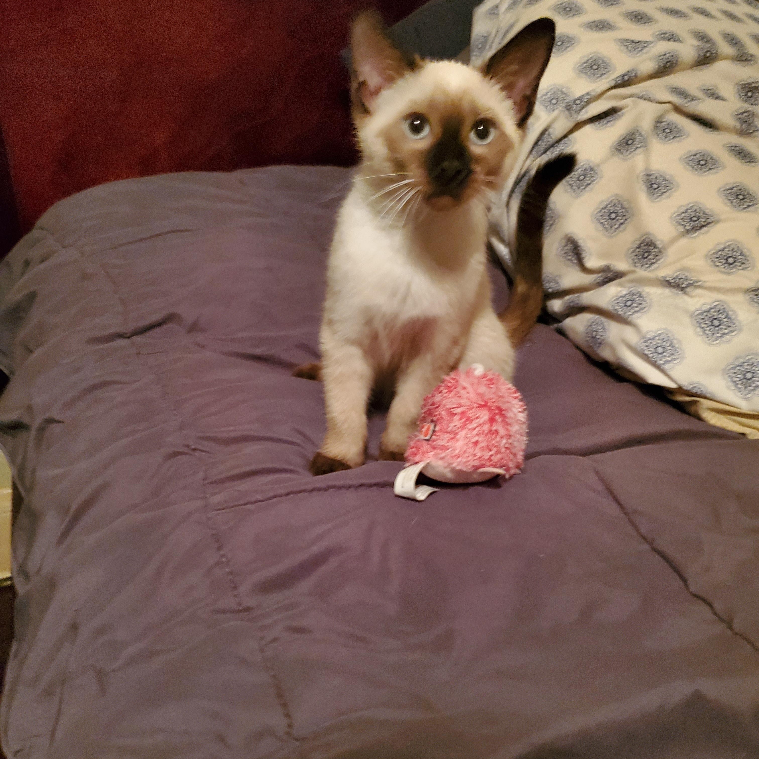 Enlarge Fingolfin, a Adopted mixed breed in Cleveland, OH image 3/6