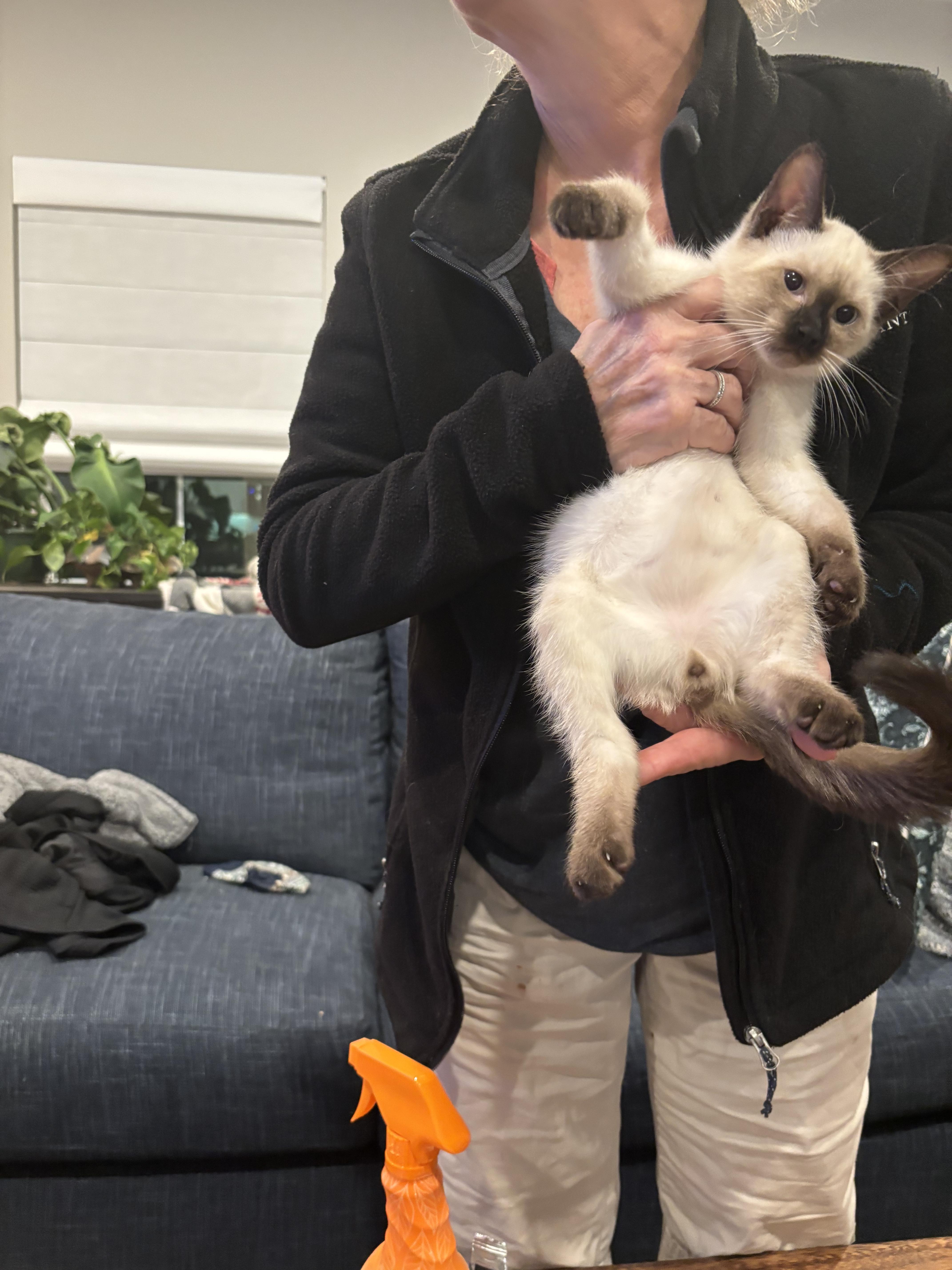 Enlarge Fingolfin, a Adopted mixed breed in Cleveland, OH image 6/6