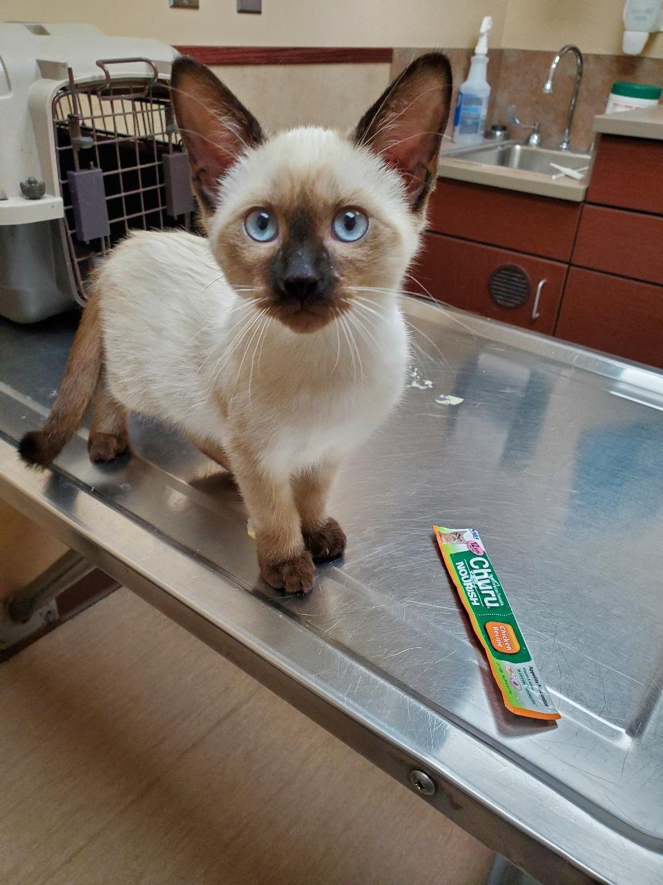 Enlarge Fingolfin, a Adopted mixed breed in Cleveland, OH image 4/6