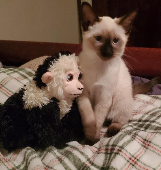 Fingolfin, Adopted, Kitten Male Siamese & Domestic Short Hair.