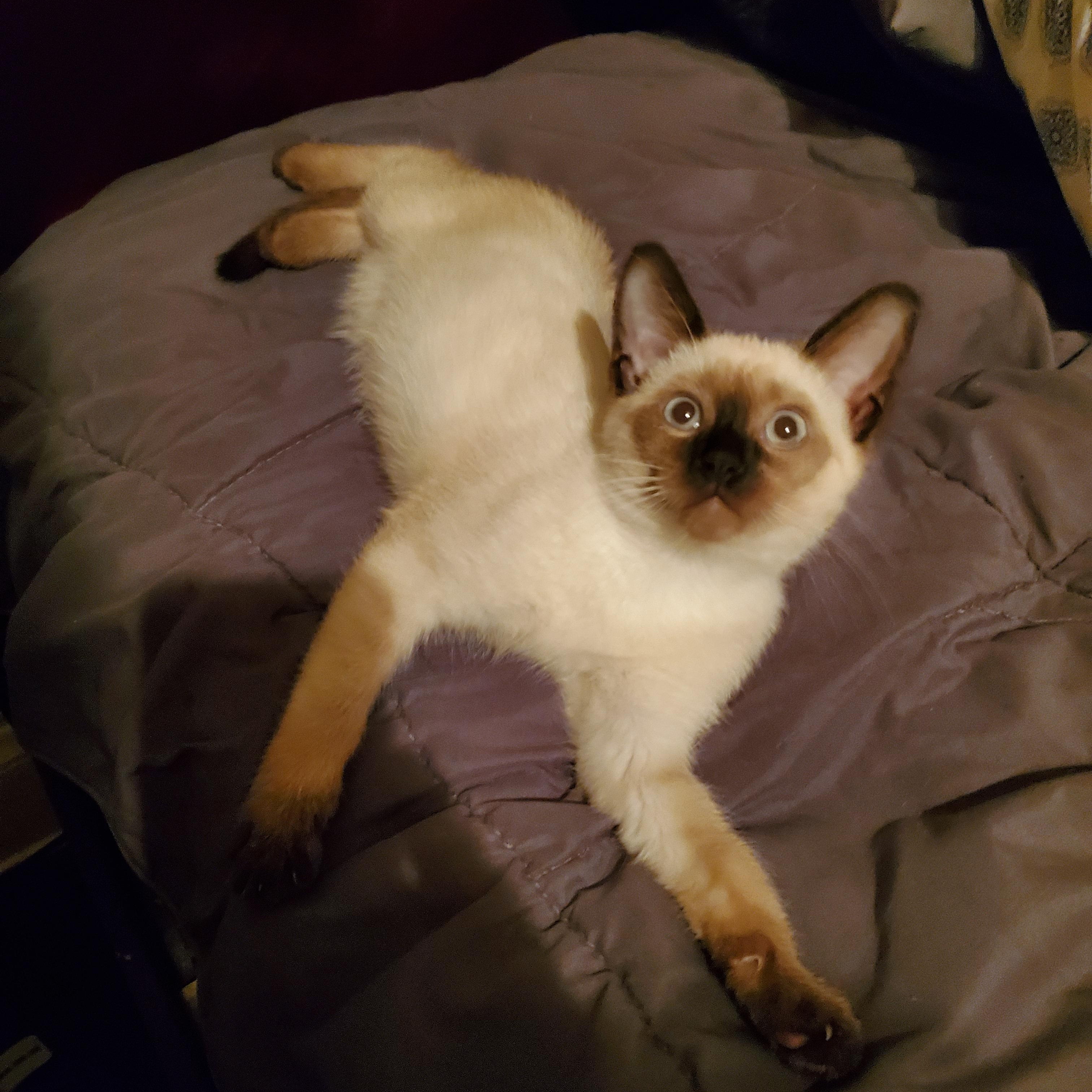 Enlarge Fingolfin, a Adopted mixed breed in Cleveland, OH image 5/6