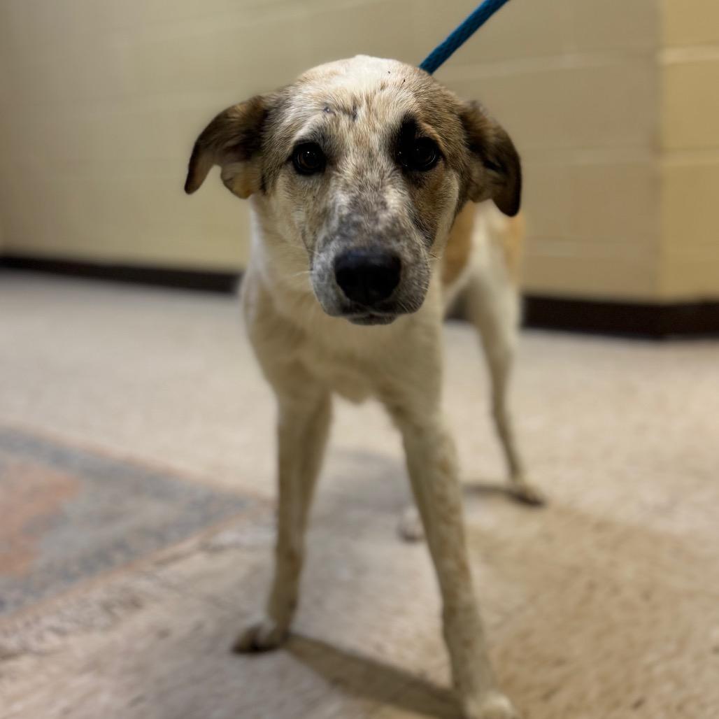 Enlarge RICHARD BURTON, a Adoptable mixed breed in Lucedale, MS image 1/1