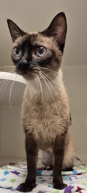 Enlarge VINNY, a Adoptable Siamese in Lodi, CA image 1/1
