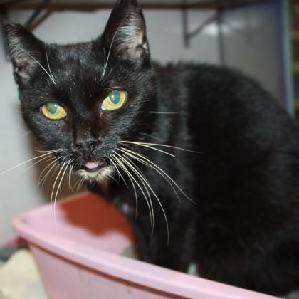 Enlarge Riverrock, a Adoptable mixed breed in Richmond, VA image 1/2