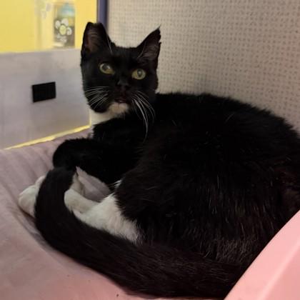Enlarge Riverrock, a Adoptable mixed breed in Richmond, VA image 2/2