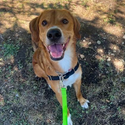 Bo, an adoptable Mixed Breed in Collingwood, ON, L9Y 0W1 | Photo Image 1