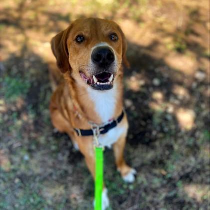 Bo, an adoptable Mixed Breed in Collingwood, ON, L9Y 0W1 | Photo Image 2