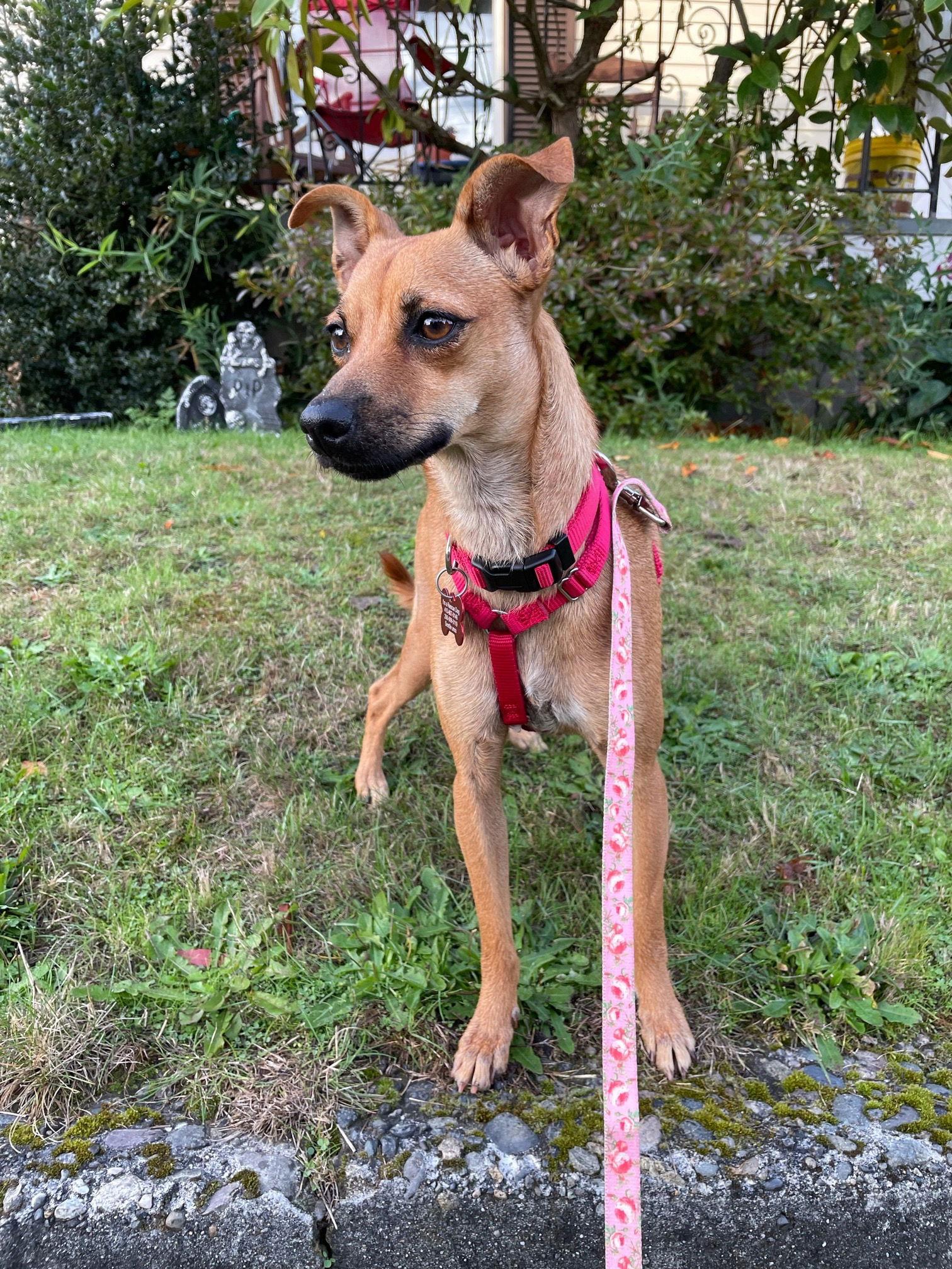 Enlarge Miley, a Adoptable Mixed Breed in Seattle, WA image 1/3