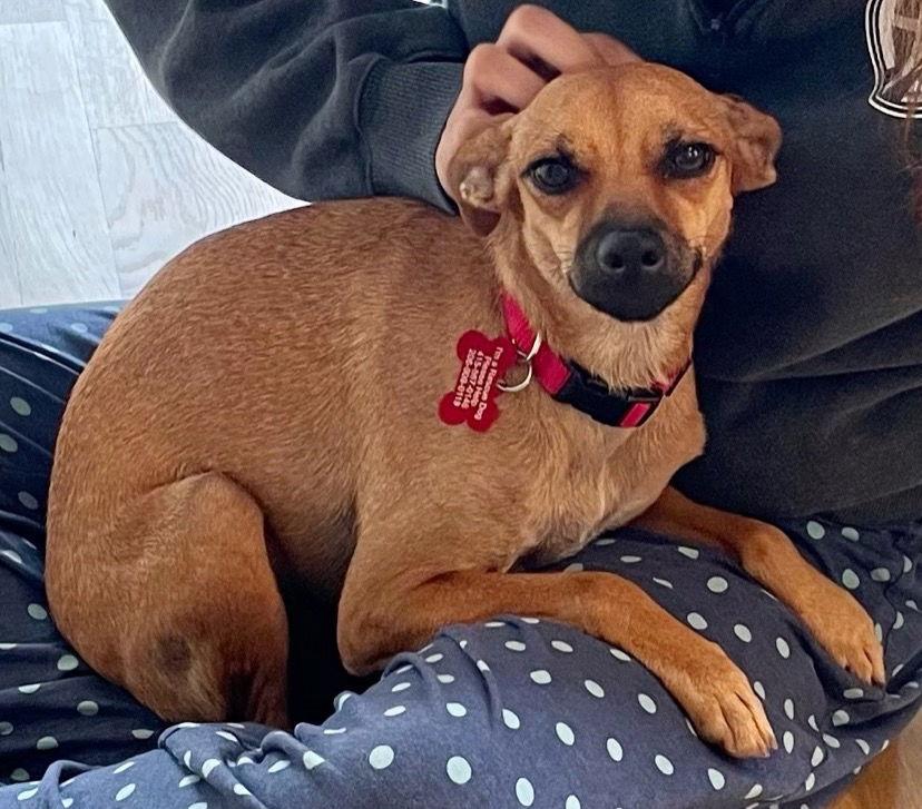 Enlarge Miley, a Adoptable Mixed Breed in Seattle, WA image 2/3