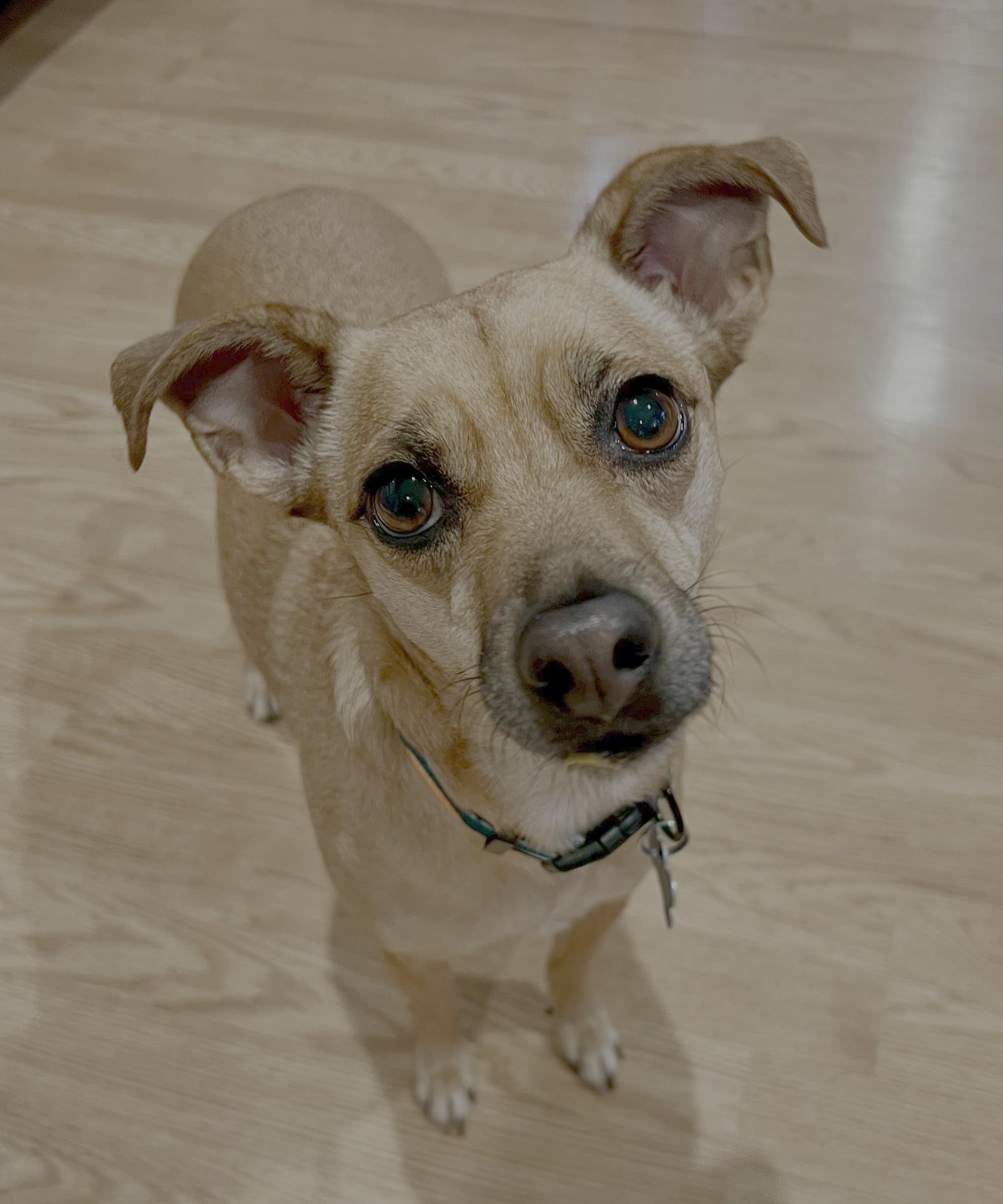 Enlarge Miley, a Adoptable Italian Greyhound in Seattle, WA image 2/3