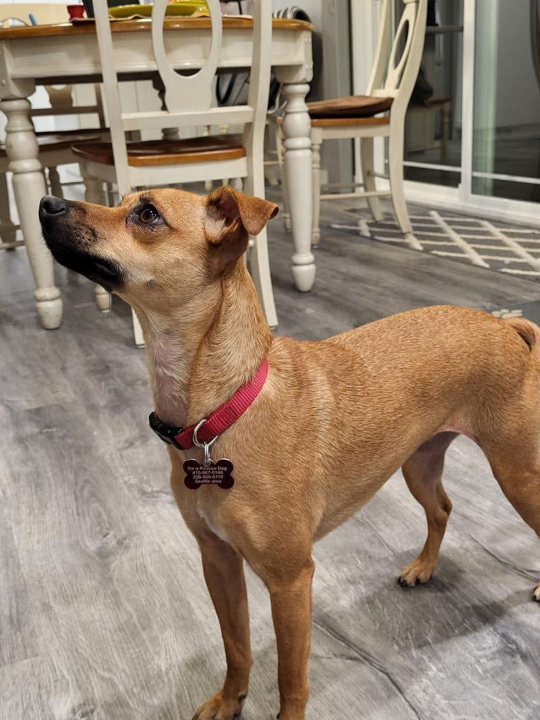 Enlarge Miley, a Adoptable Mixed Breed in Seattle, WA image 3/3