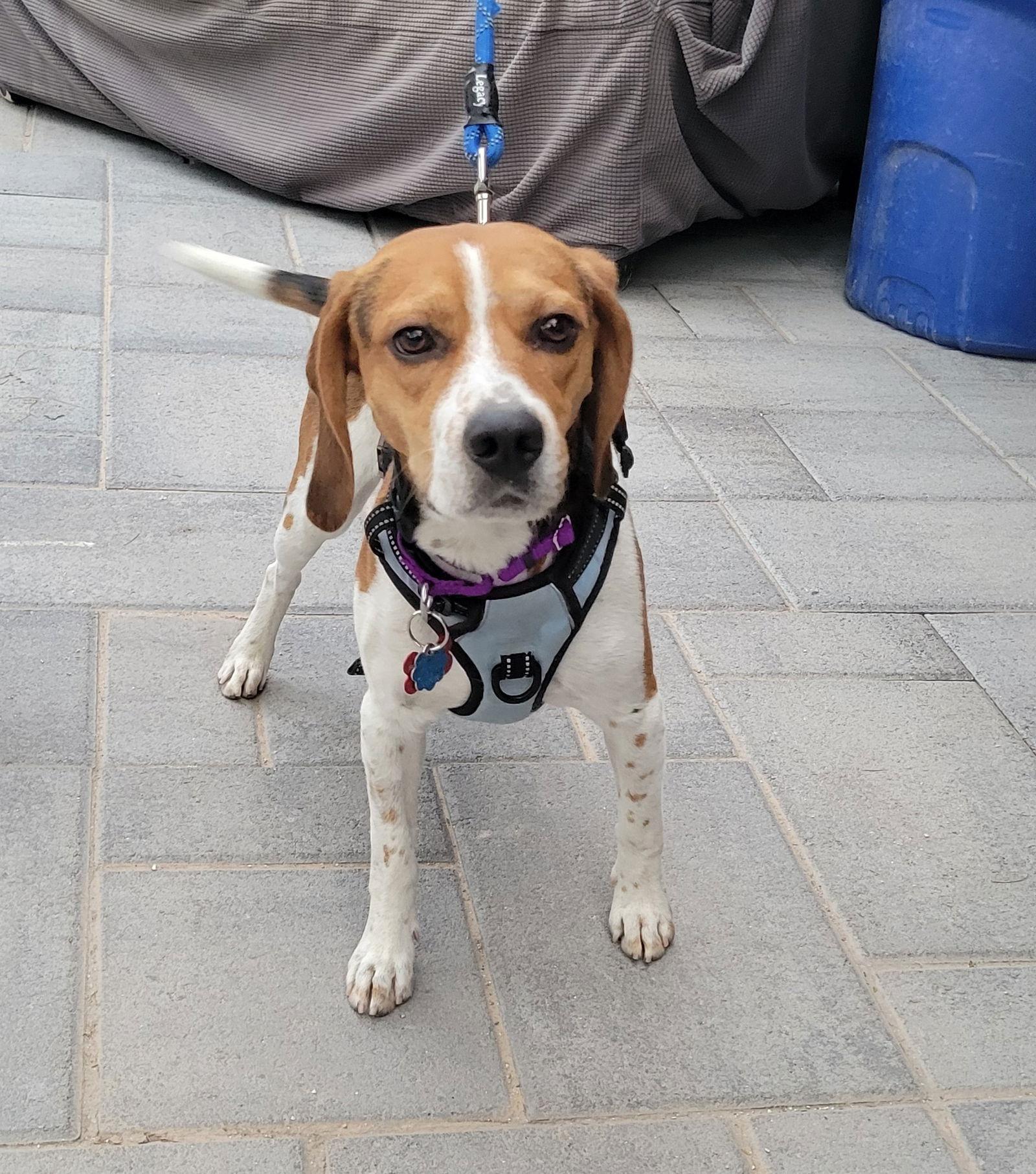 Enlarge Slush (Max), a Adopted Beagle in Las Vegas, NV image 1/3
