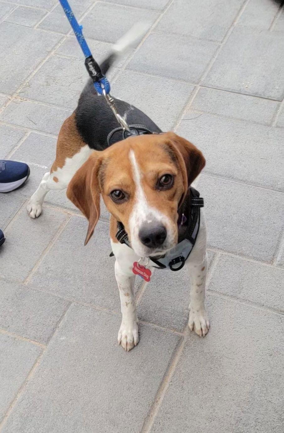 Enlarge Slush (Max), a Adopted Beagle in Las Vegas, NV image 3/3