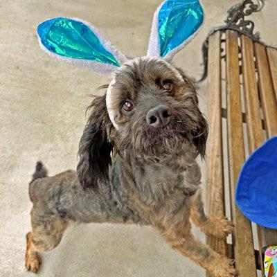 Bo, Adoptable, Adult Male Cocker Spaniel.
