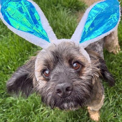 Enlarge Bo, a Adoptable Cocker Spaniel in Arlington, VA image 2/3