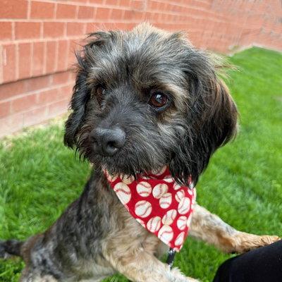 Enlarge Bo, a Adoptable Cocker Spaniel in Arlington, VA image 3/3