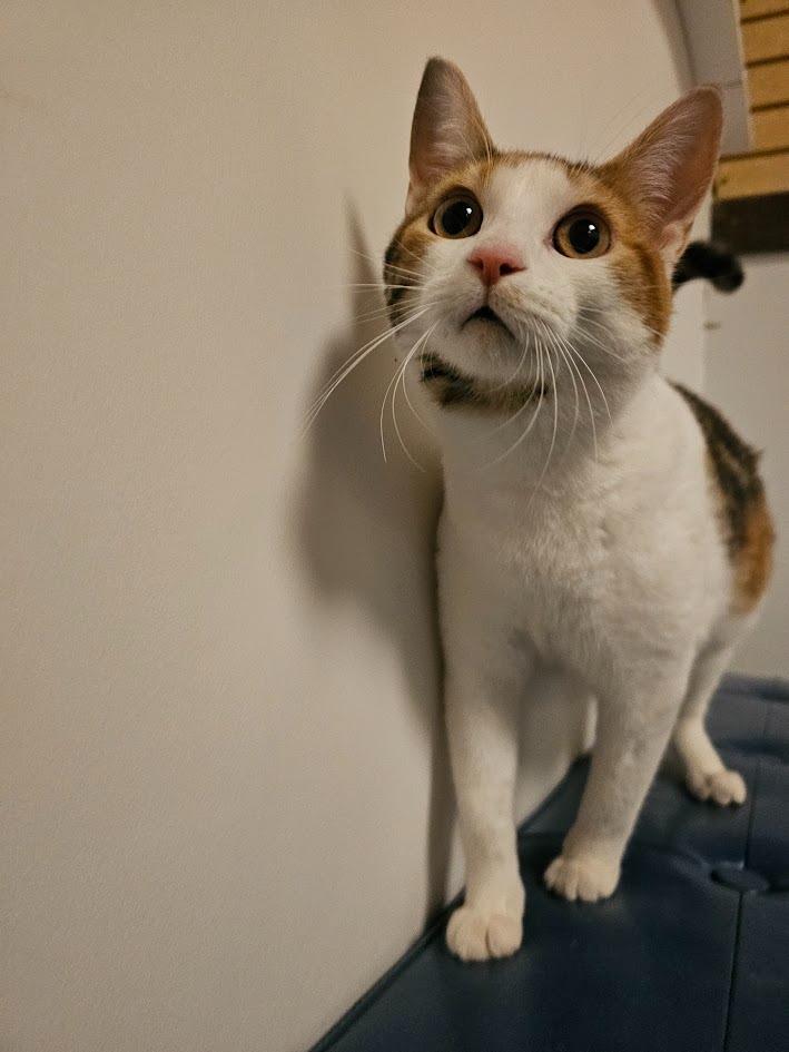 Ravioli, a Adoptable mixed breed in St. Cloud, MN image 1/5