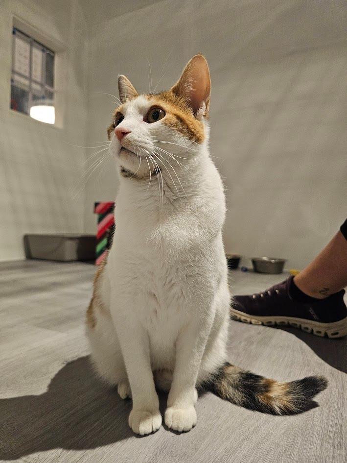 Ravioli, a Adoptable mixed breed in St. Cloud, MN image 2/5