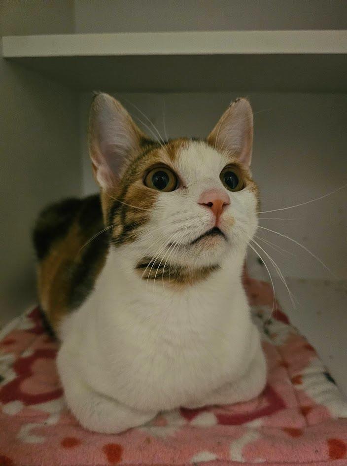 Ravioli, a Adoptable mixed breed in St. Cloud, MN image 3/5