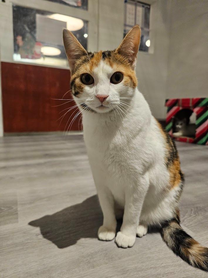 Ravioli, a Adoptable mixed breed in St. Cloud, MN image 4/5