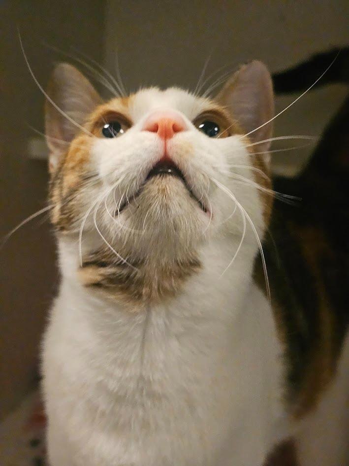 Ravioli, a Adoptable mixed breed in St. Cloud, MN image 5/5