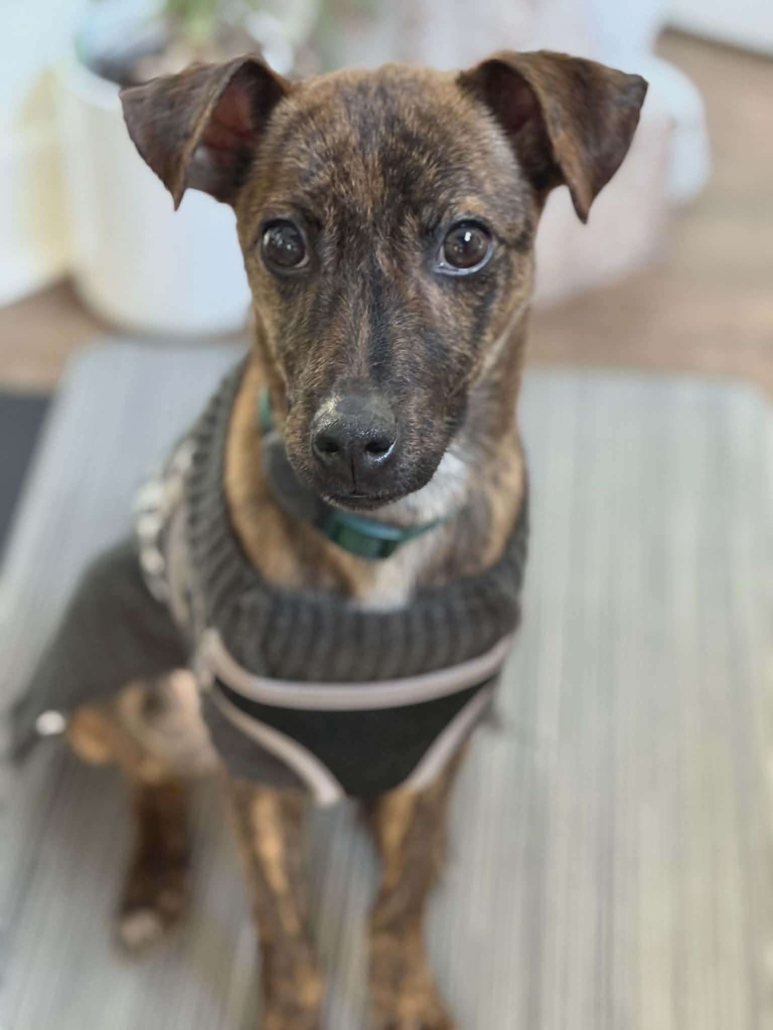 Enlarge Taco (aka Arlo), a Adoptable mixed breed in Westwood, NJ image 2/6