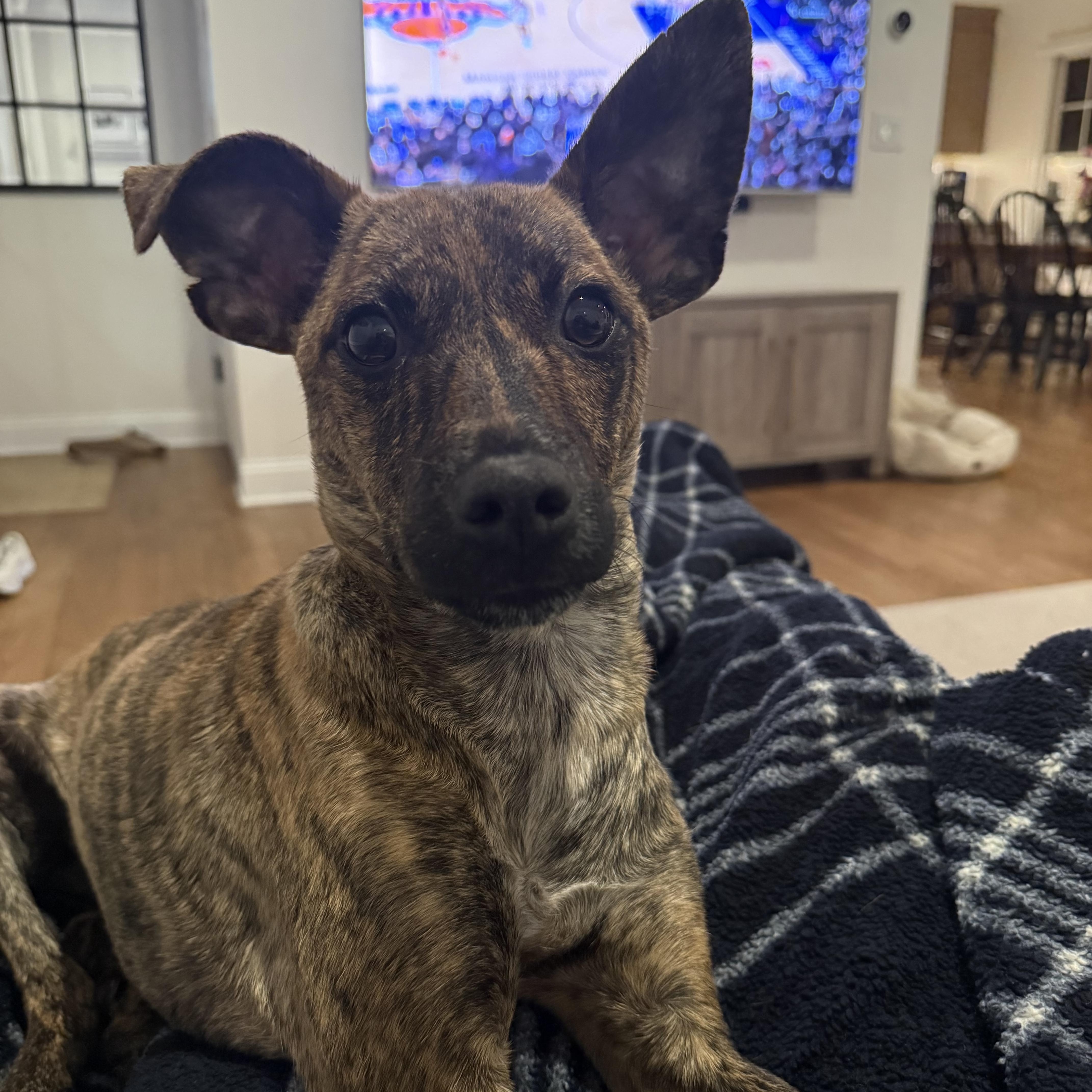 Enlarge Taco (aka Arlo), a Adoptable mixed breed in Westwood, NJ image 5/6