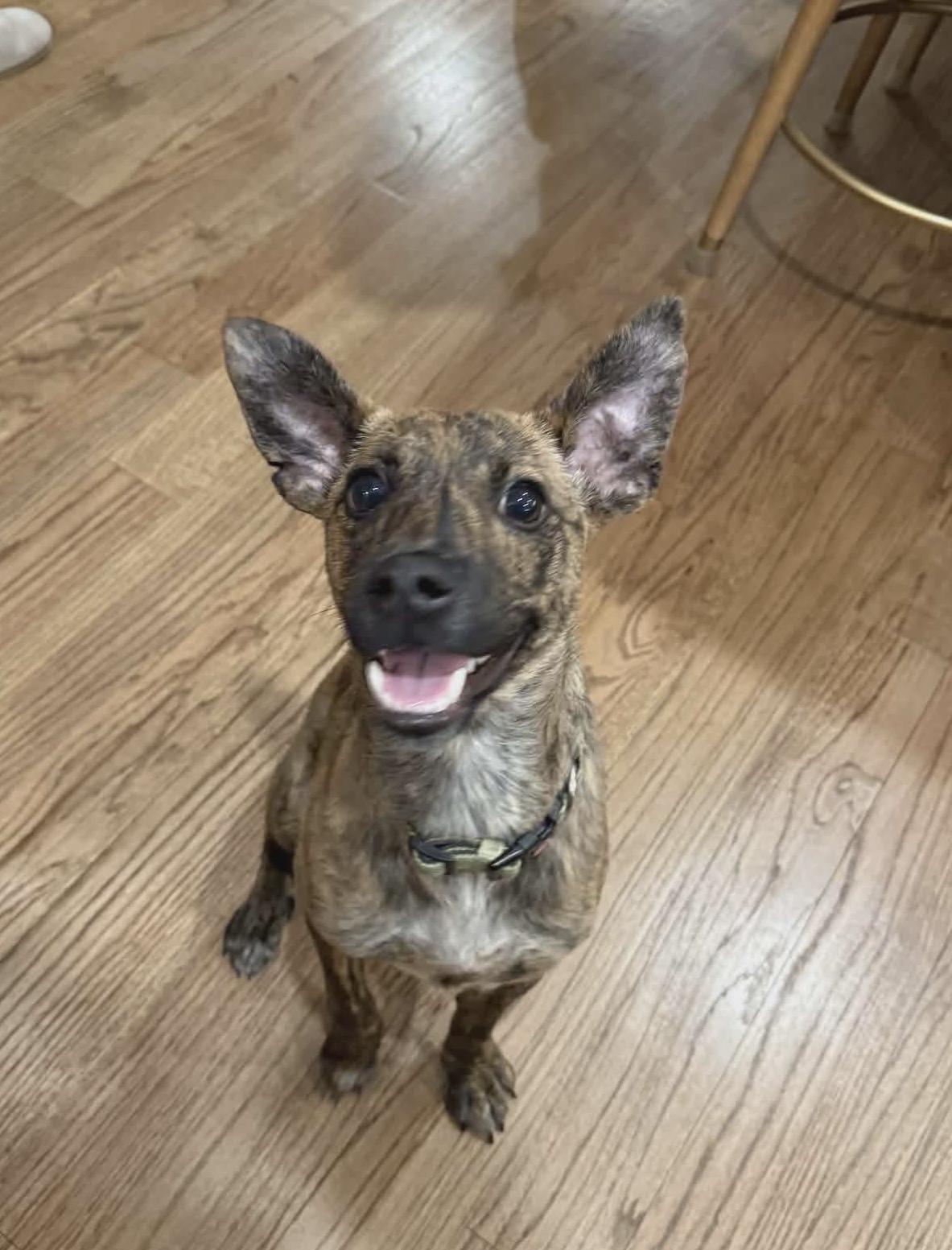 Taco (aka Arlo), Adoptable, Young Male Chihuahua & Feist.