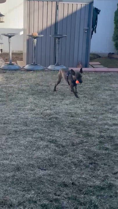 Enlarge Taco (aka Arlo), a Adoptable mixed breed in Westwood, NJ video 6/6