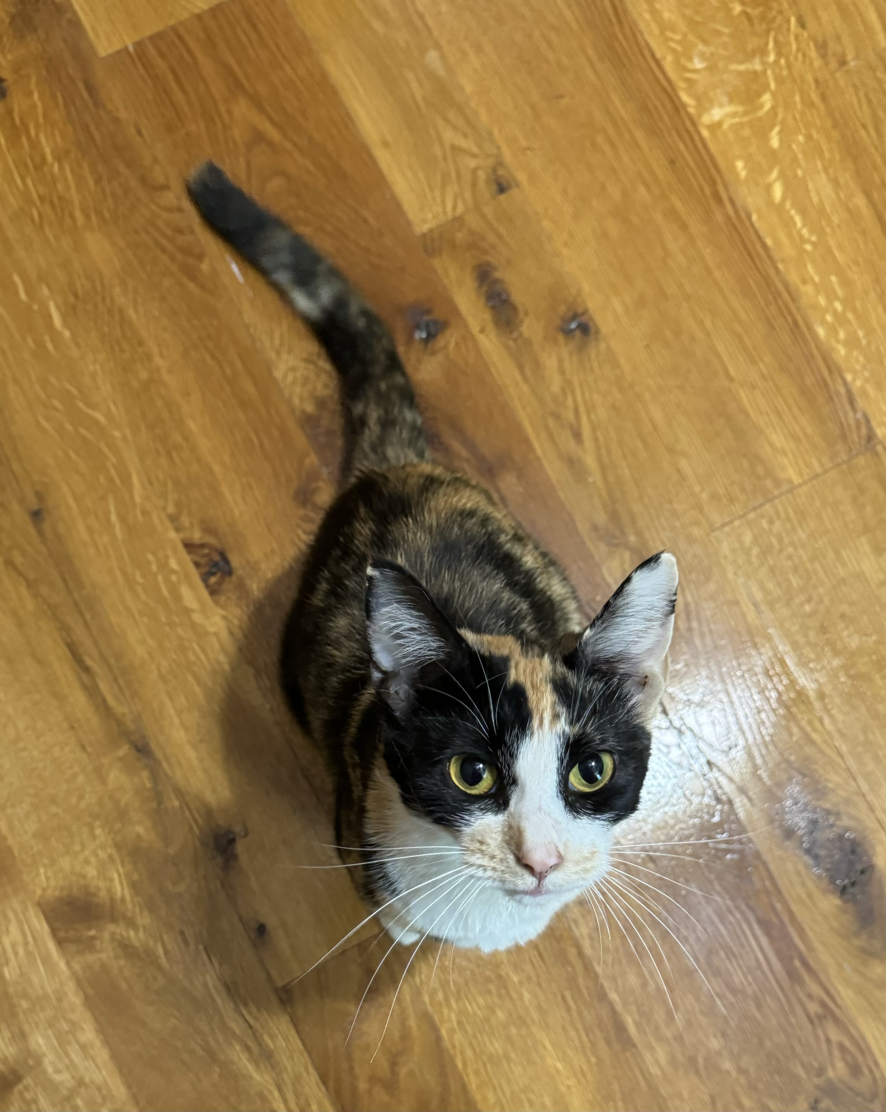 Callie, Adopted, Adult Female Domestic Short Hair.