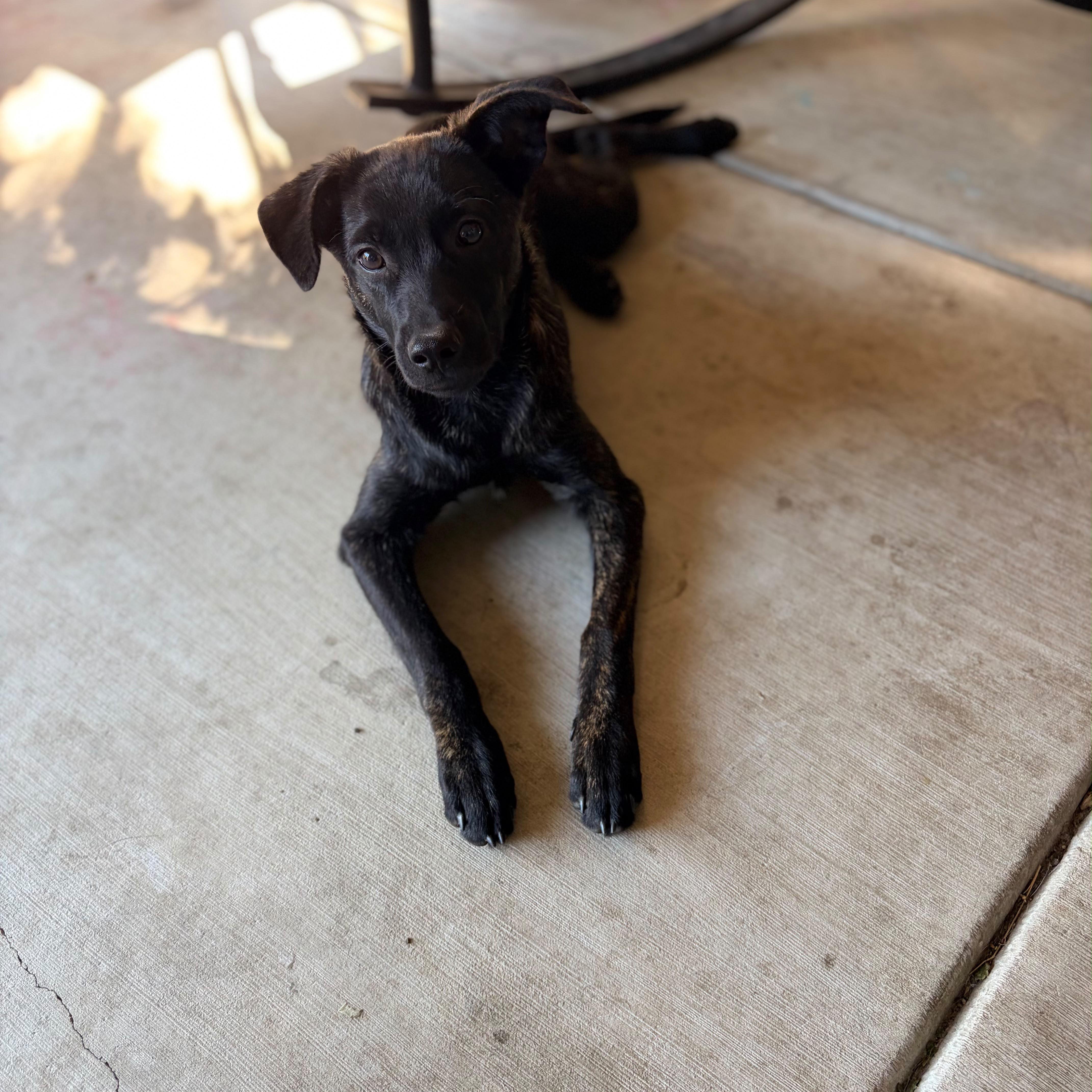 KION, Adoptable, Puppy Male Belgian Shepherd / Malinois & Miniature Poodle.