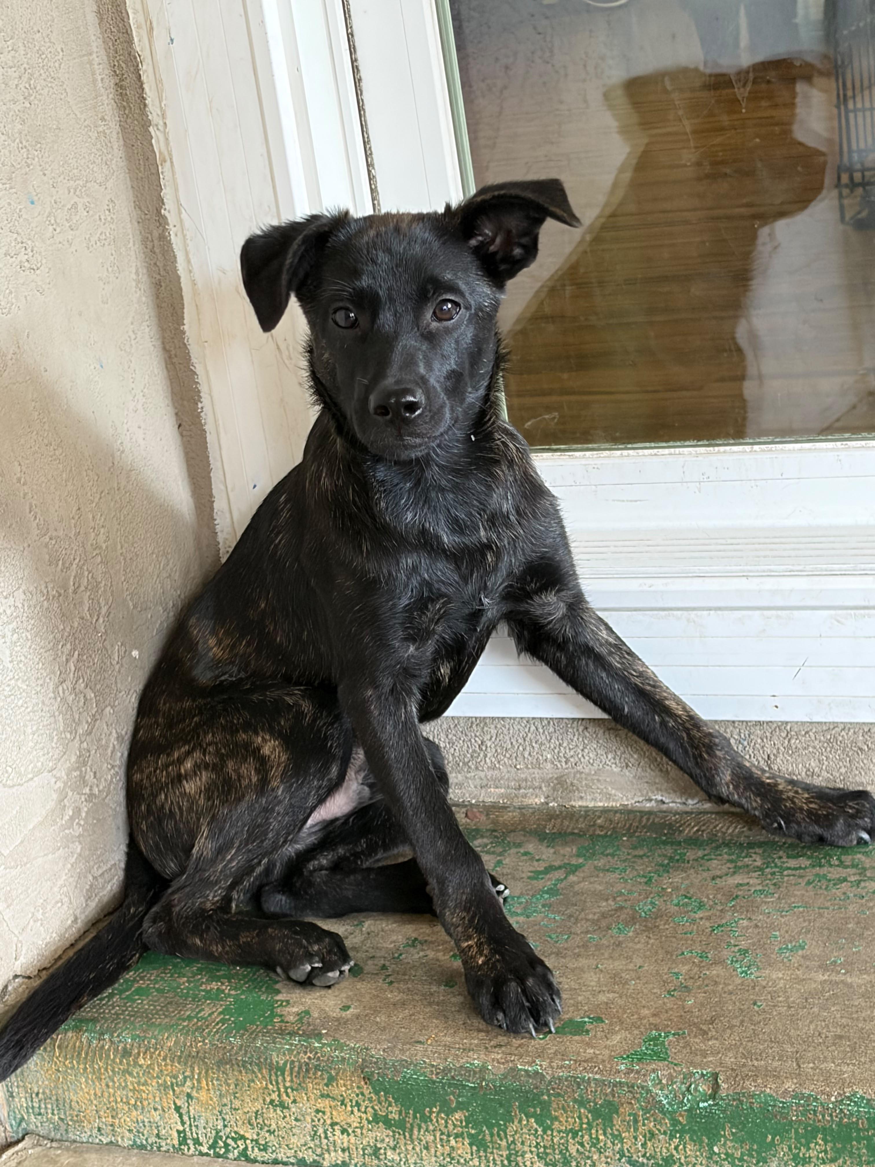 Enlarge KION, a Adoptable mixed breed in Discovery Bay, CA image 2/5