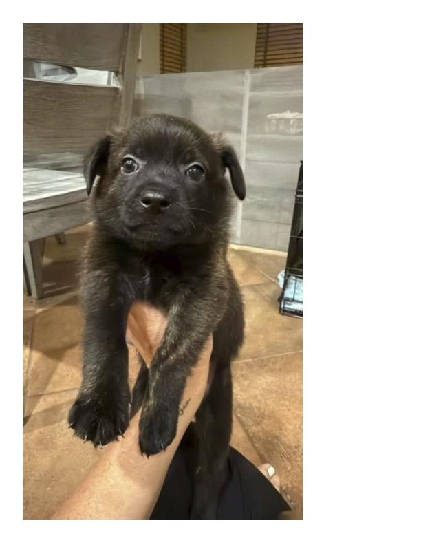 KION, Adoptable, Puppy Male Belgian Shepherd / Malinois.