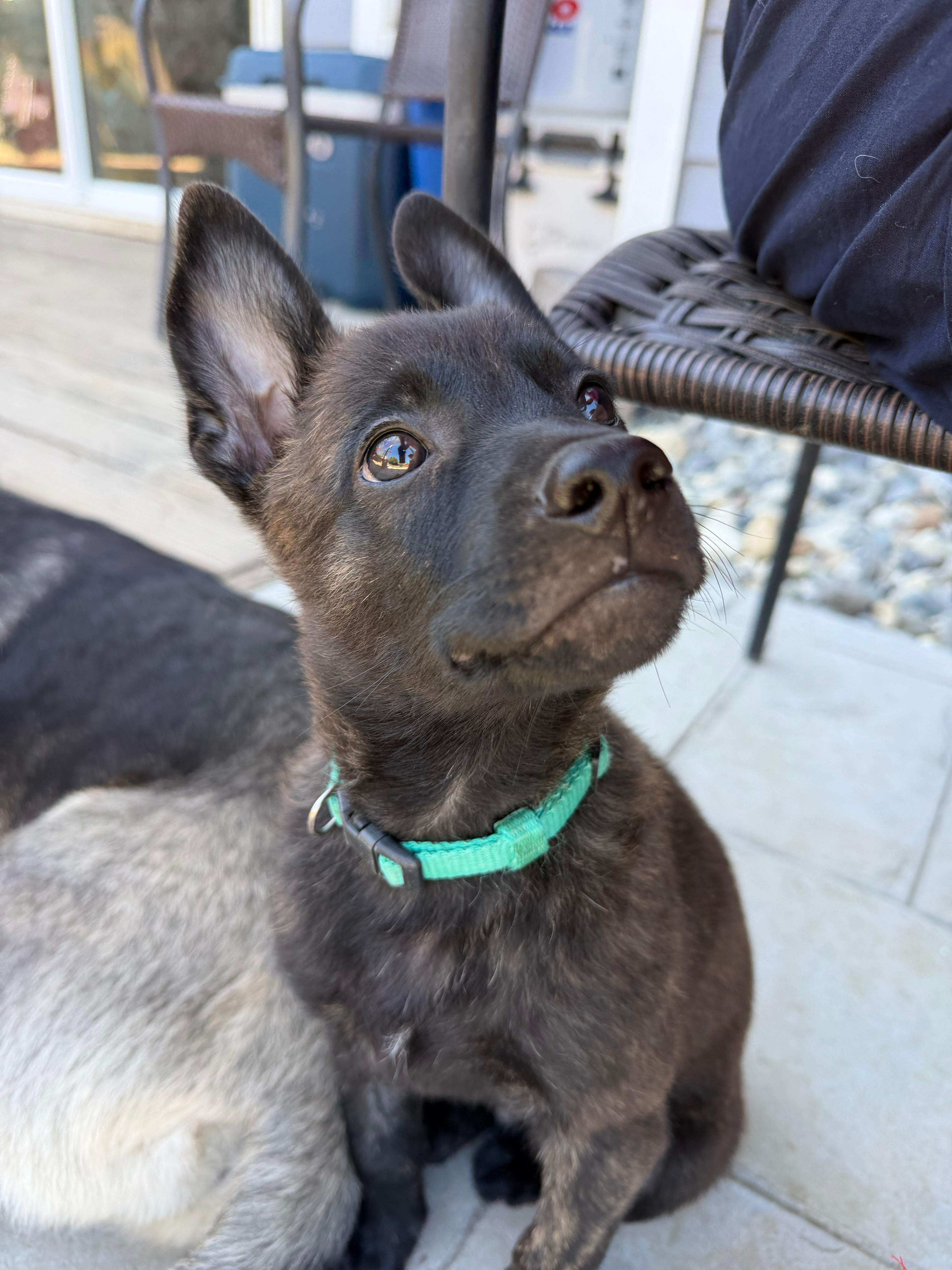 KION, a Adoptable mixed breed in Discovery Bay, CA image 2/2