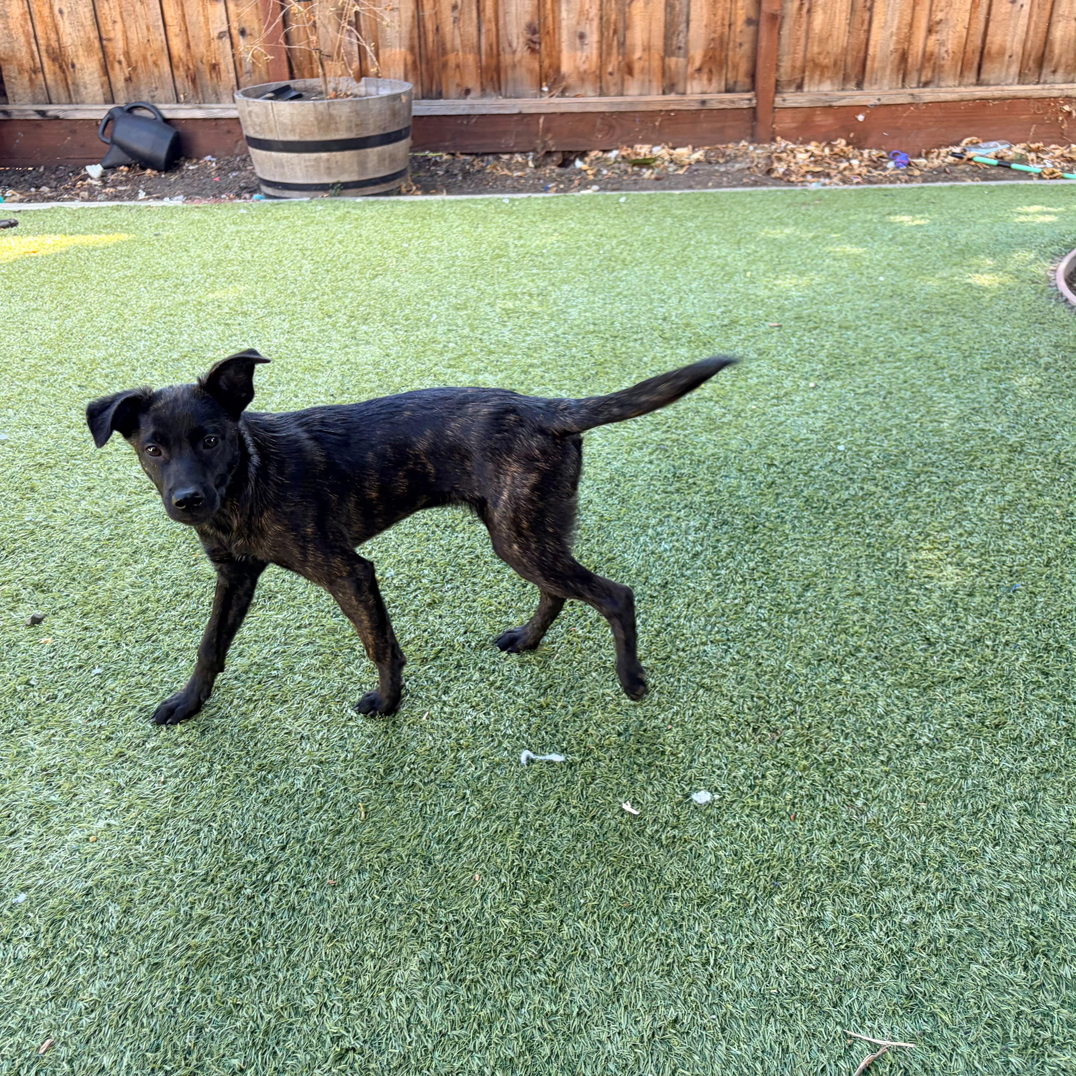 Enlarge KION, a Adoptable mixed breed in Discovery Bay, CA image 5/5