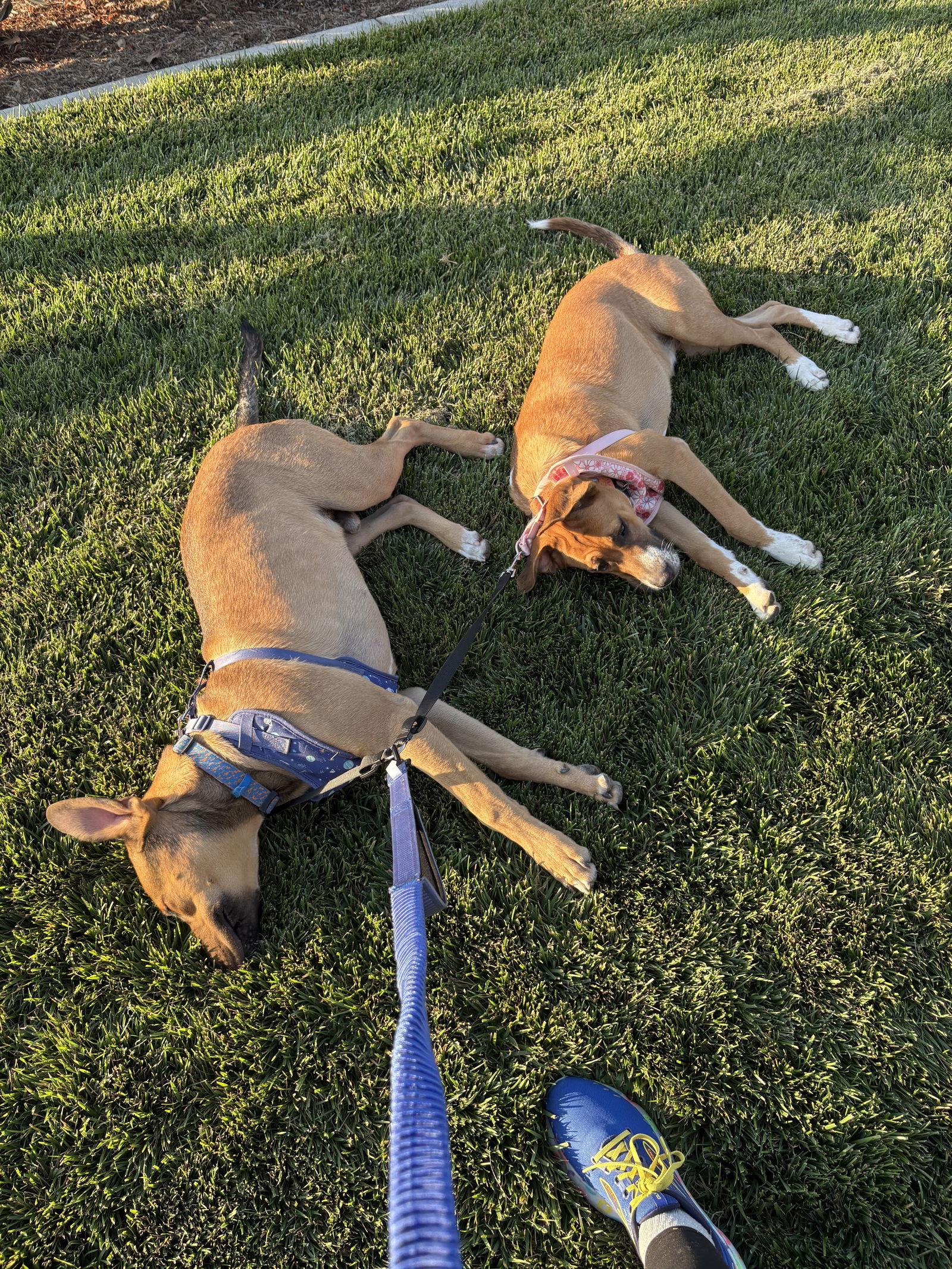 Salt, Adopted, Puppy Female German Shepherd Dog.