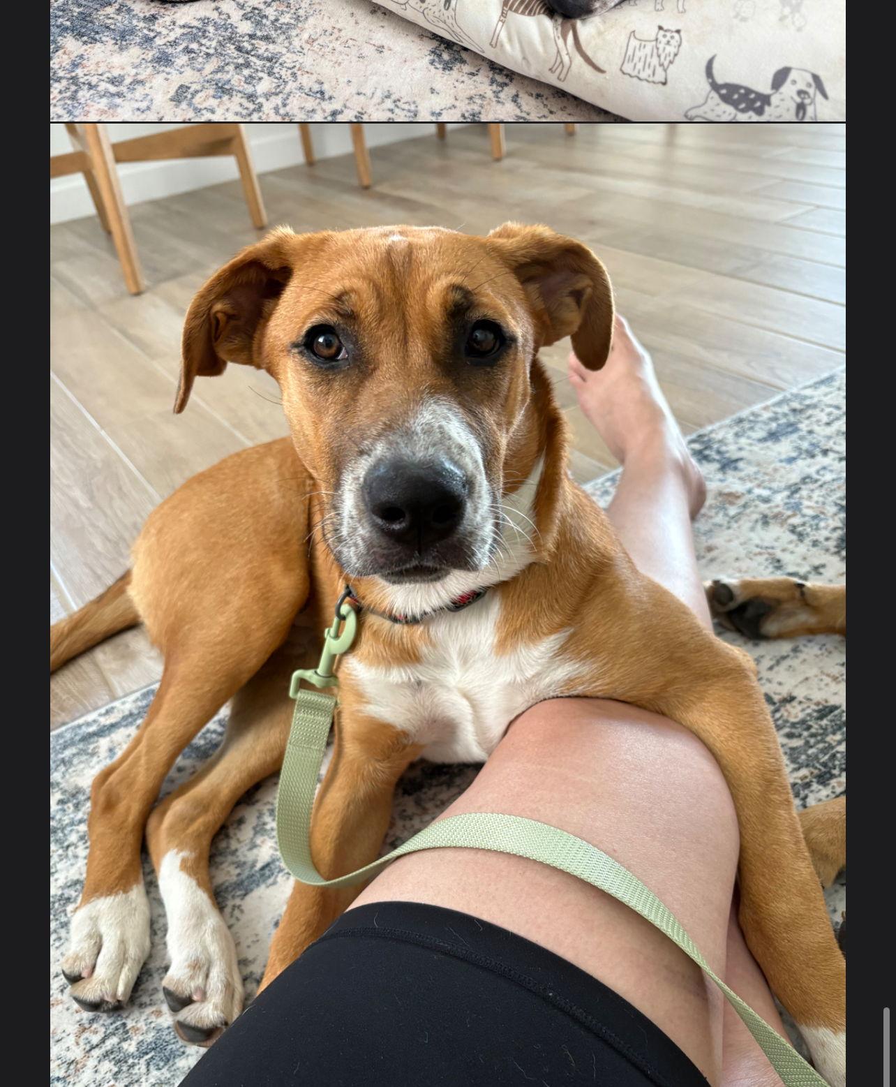 Enlarge Salt, a Adopted German Shepherd Dog in San Bernardino, CA image 2/3