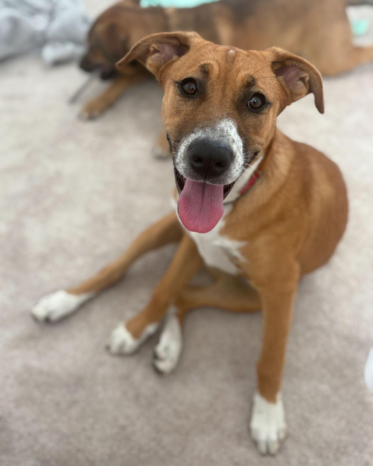 Enlarge Salt, a Adopted German Shepherd Dog in San Bernardino, CA image 3/3