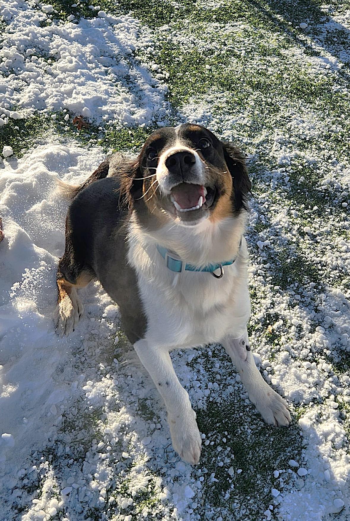 Enlarge Harlow, an adoptable mixed breed in Sparta, WI image 2/3