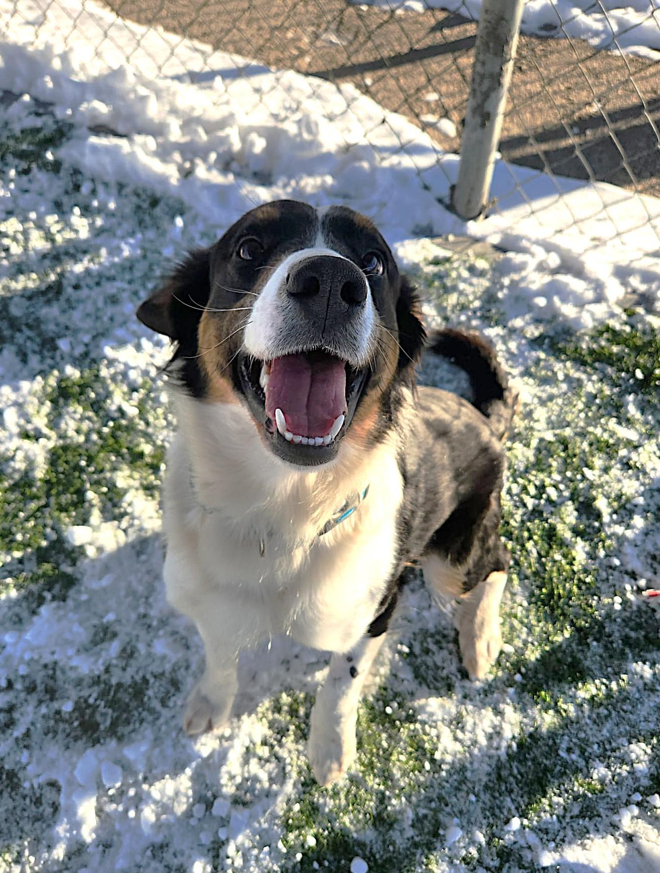 Enlarge Harlow, an adoptable mixed breed in Sparta, WI image 3/3