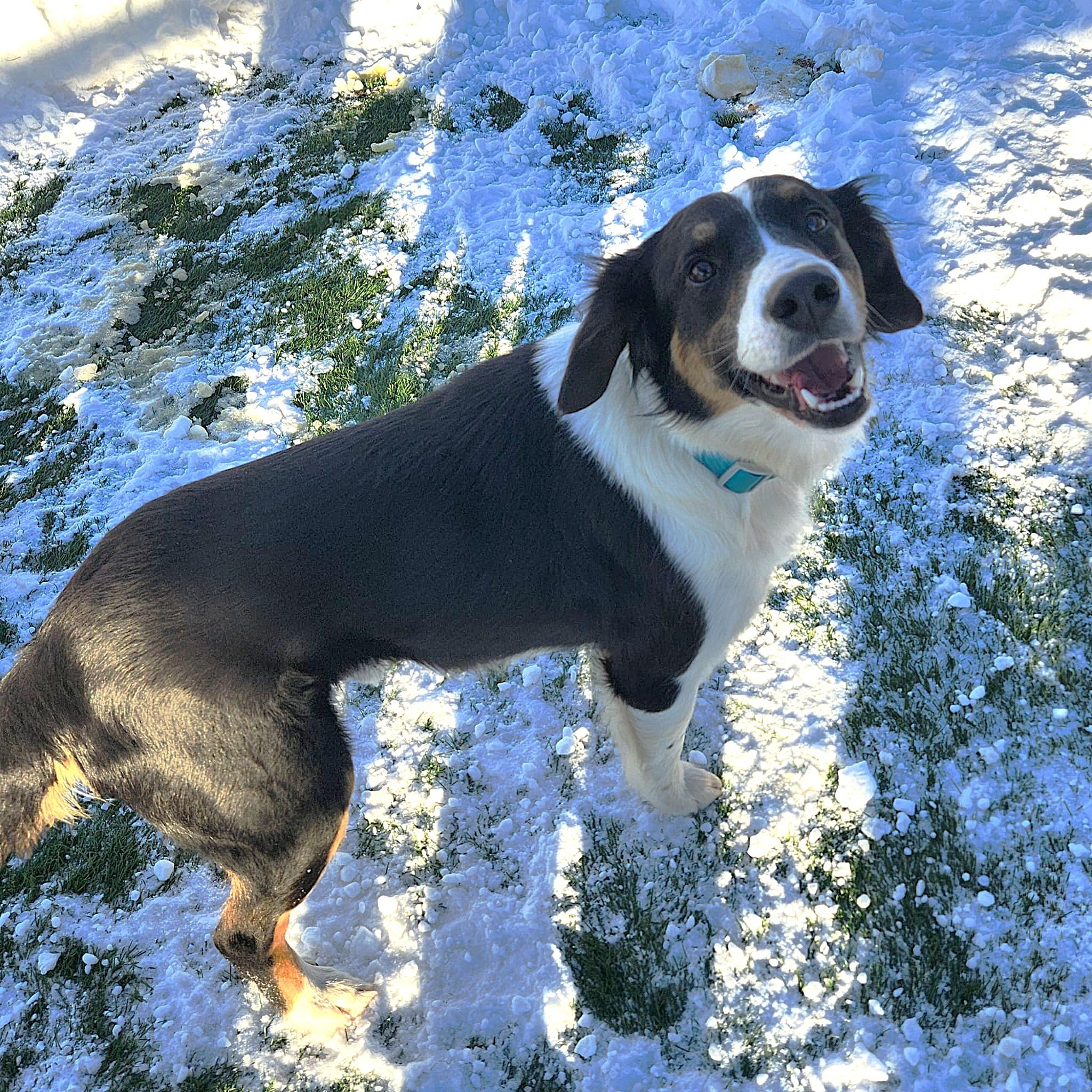 Enlarge Harlow, an adoptable mixed breed in Sparta, WI image 1/3