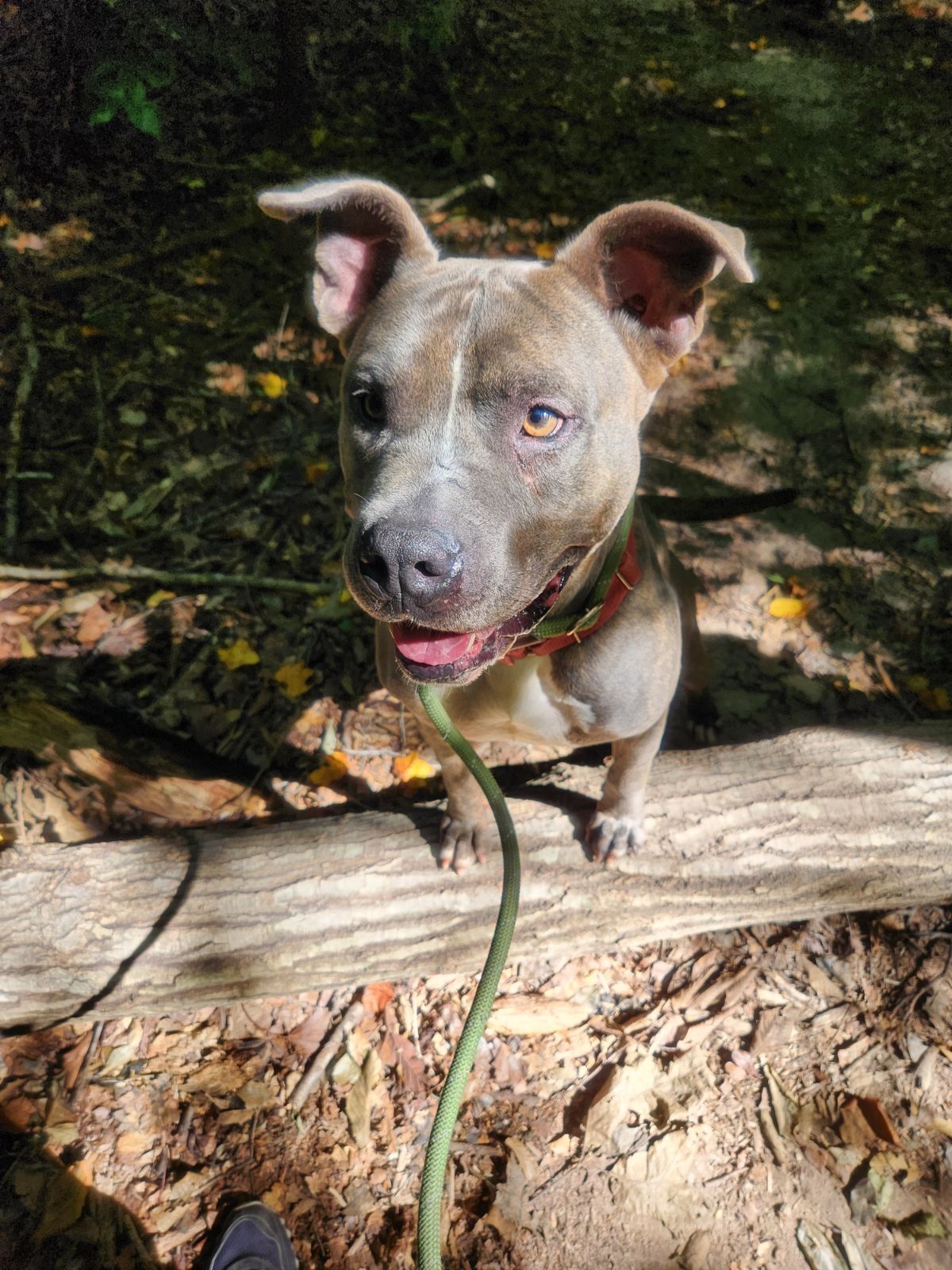 Oden, a Adoptable American Staffordshire Terrier in Saluda, VA image 1/6
