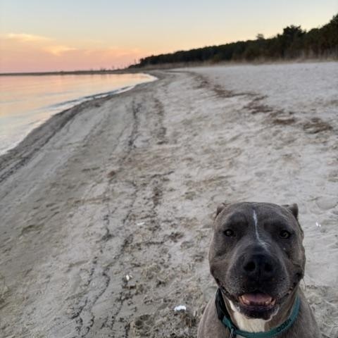 Oden, a Adoptable American Staffordshire Terrier in Saluda, VA image 4/6