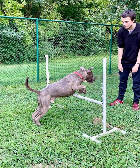 Oden, a Adoptable American Staffordshire Terrier in Saluda, VA image 4/6