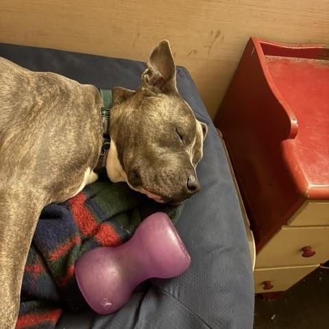 Oden, a Adoptable American Staffordshire Terrier in Saluda, VA image 6/6