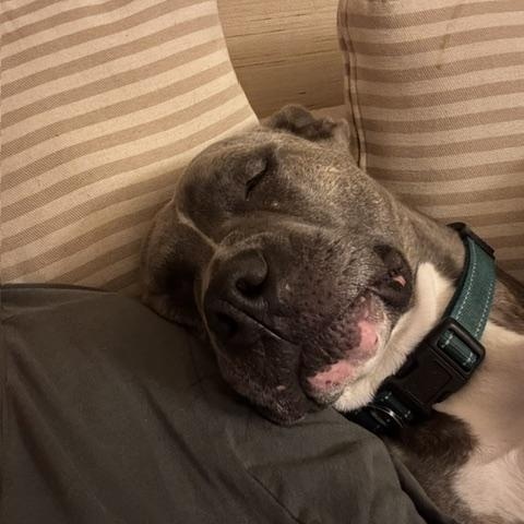 Oden, a Adoptable American Staffordshire Terrier in Saluda, VA image 3/6