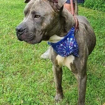 Oden, a Adoptable American Staffordshire Terrier in Saluda, VA image 6/6