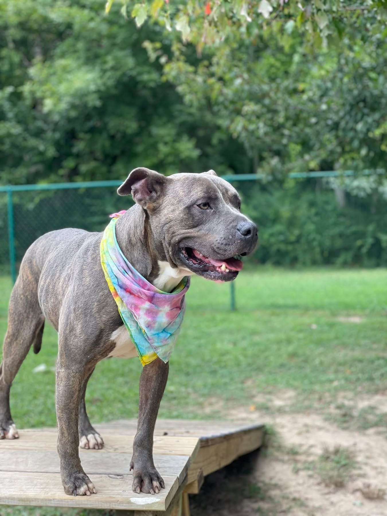 Oden, a Adoptable American Staffordshire Terrier in Saluda, VA image 3/6