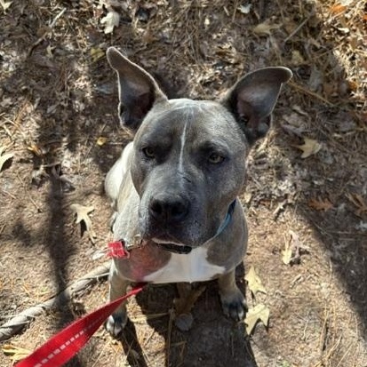 Oden, a Adoptable American Staffordshire Terrier in Saluda, VA image 1/6