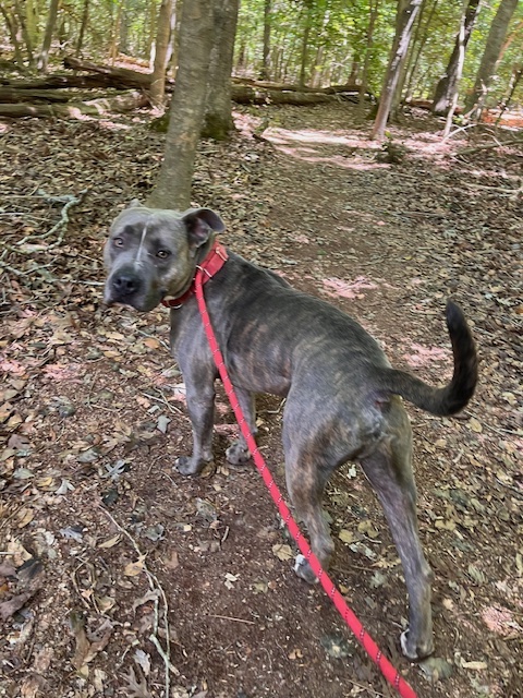 Oden, a Adoptable American Staffordshire Terrier in Saluda, VA image 5/6
